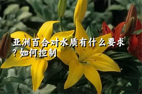 亚洲百合对水质有什么要求？如何控制