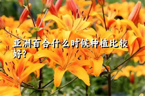 亚洲百合什么时候种植比较好？