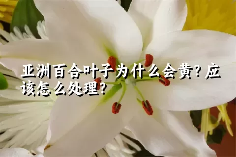 亚洲百合叶子为什么会黄？应该怎么处理？