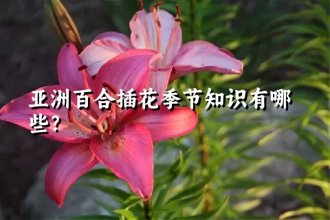 亚洲百合插花季节知识有哪些？