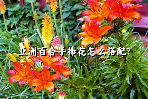 亚洲百合手捧花怎么搭配？