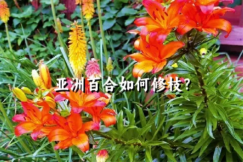 亚洲百合如何修枝？