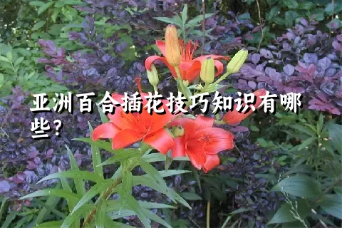 亚洲百合插花技巧知识有哪些？