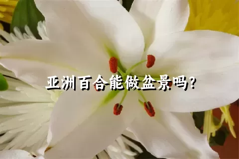 亚洲百合能做盆景吗？