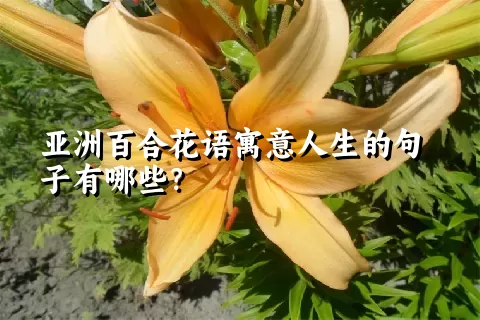 亚洲百合花语寓意人生的句子有哪些？