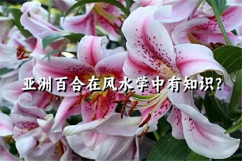 亚洲百合在风水学中有知识？