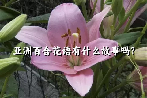 亚洲百合花语有什么故事吗？