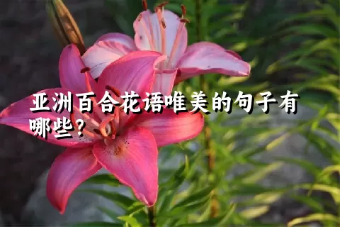 亚洲百合花语唯美的句子有哪些？