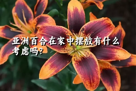 亚洲百合在家中摆放有什么考虑吗？