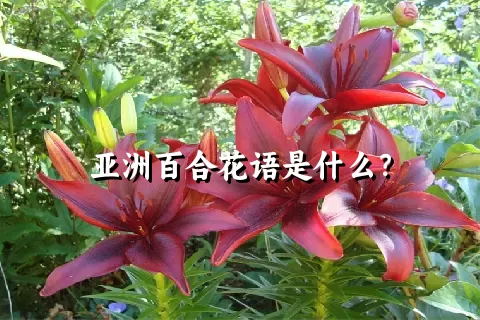 亚洲百合花语是什么？