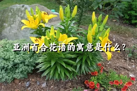 亚洲百合花语的寓意是什么？