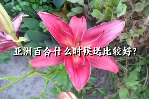 亚洲百合什么时候送比较好？