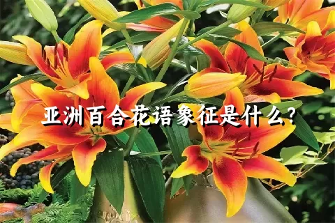 亚洲百合花语象征是什么？