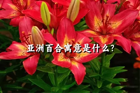 亚洲百合寓意是什么？