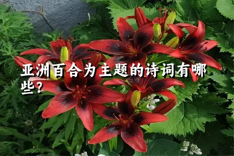 亚洲百合为主题的诗词有哪些？