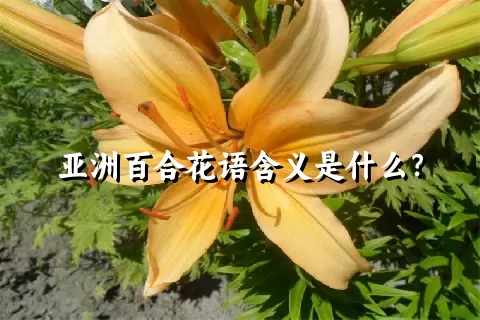 亚洲百合花语含义是什么？