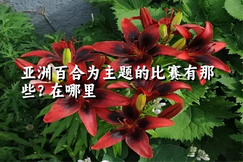 亚洲百合为主题的比赛有那些？在哪里