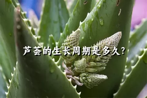 芦荟的生长周期是多久？