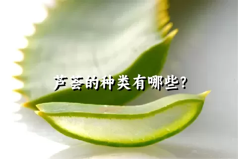 芦荟的种类有哪些？