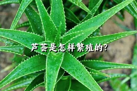 芦荟是怎样繁殖的？