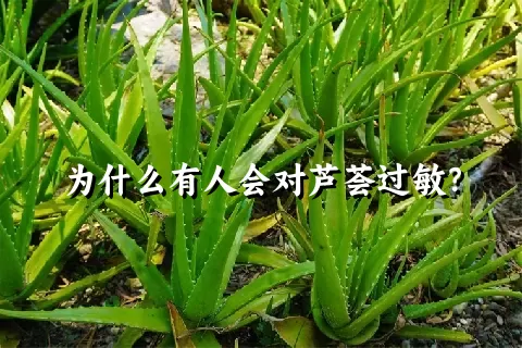 为什么有人会对芦荟过敏？