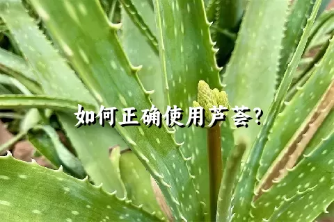 如何正确使用芦荟？