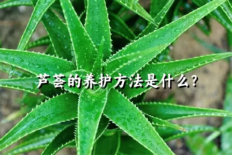 芦荟的养护方法是什么？