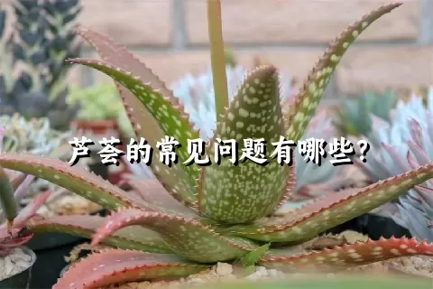 芦荟的常见问题有哪些？