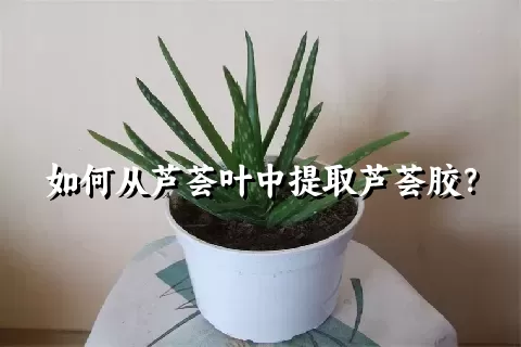 如何从芦荟叶中提取芦荟胶？