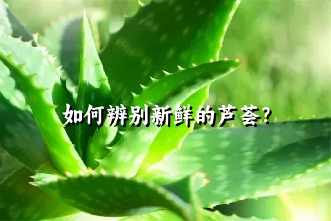 如何辨别新鲜的芦荟？