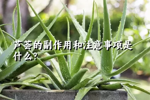 芦荟的副作用和注意事项是什么？