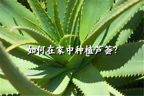 如何在家中种植芦荟？