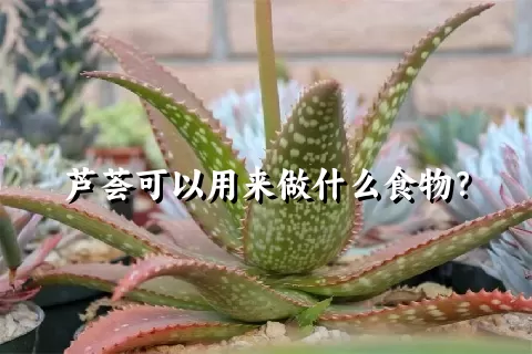 芦荟可以用来做什么食物？