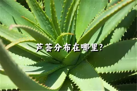 芦荟分布在哪里?