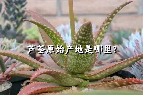 芦荟原始产地是哪里？