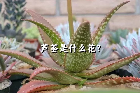 芦荟是什么花？