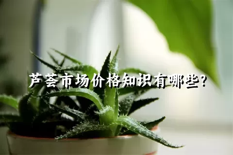 芦荟市场价格知识有哪些？