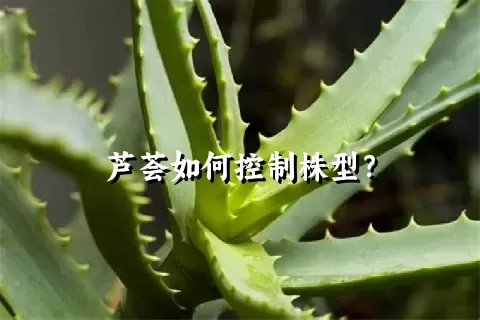 芦荟如何控制株型？