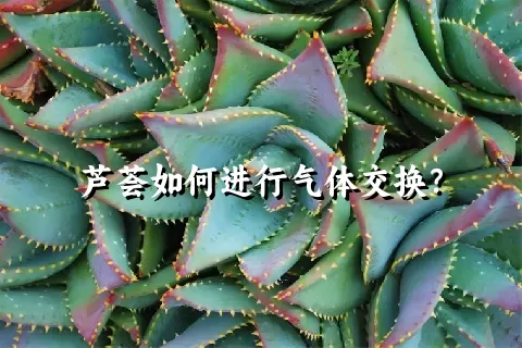 芦荟如何进行气体交换？