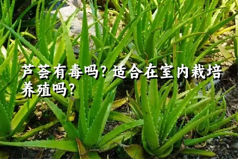 芦荟有毒吗？适合在室内栽培养殖吗？