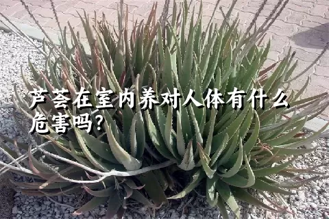 芦荟在室内养对人体有什么危害吗？