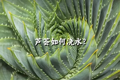 芦荟如何浇水？