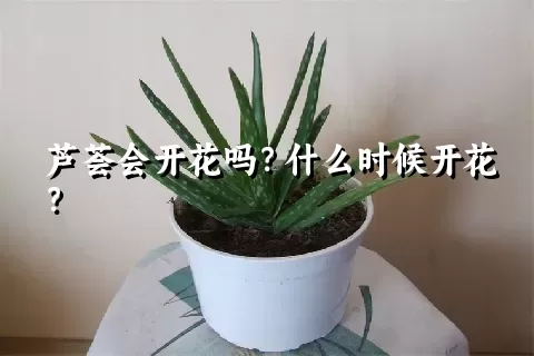 芦荟会开花吗？什么时候开花？