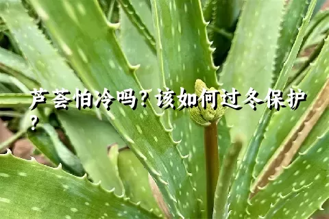 芦荟怕冷吗？该如何过冬保护？