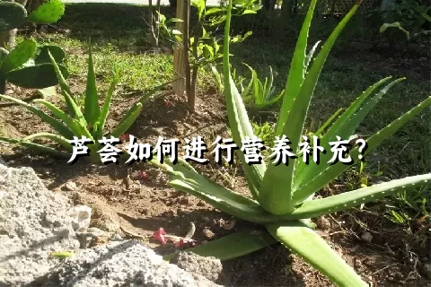 芦荟如何进行营养补充？