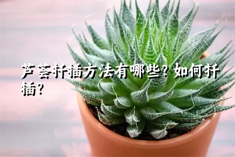 芦荟扦插方法有哪些？如何扦插？