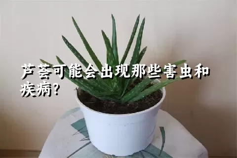 芦荟可能会出现那些害虫和疾病？