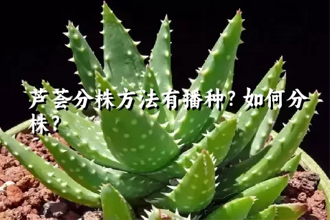 芦荟分株方法有播种？如何分株？