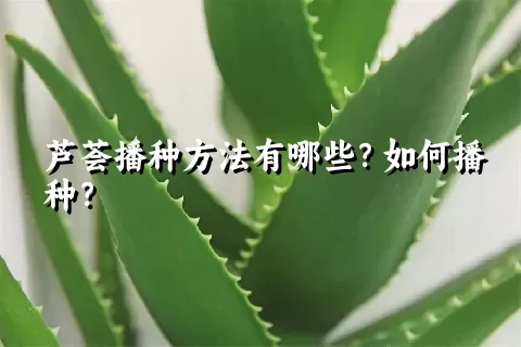 芦荟播种方法有哪些？如何播种？