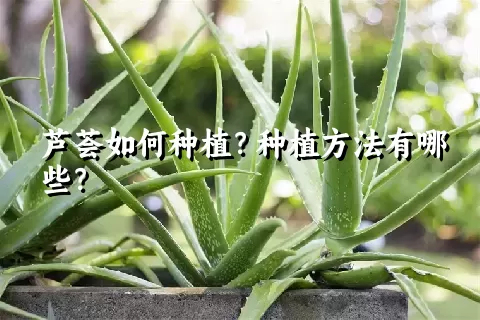 芦荟如何种植？种植方法有哪些？